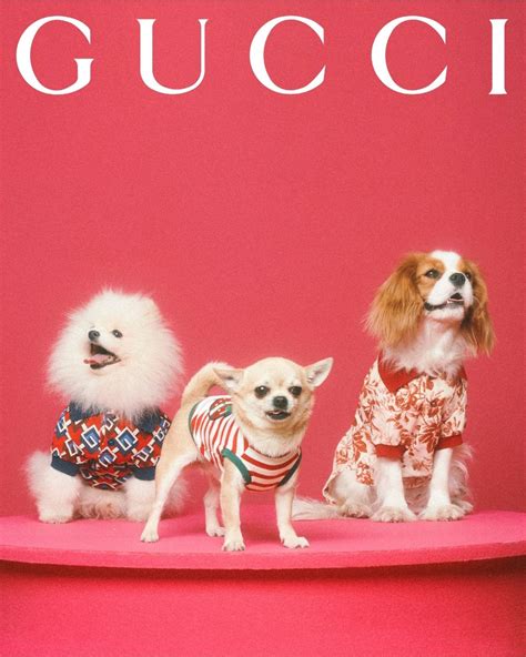 gucci pet roos|gucci pet collection.